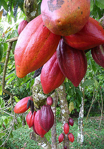 Kakao träd