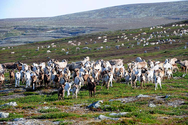 Norra Dalarna. Vandra i Idres fjällvärld.